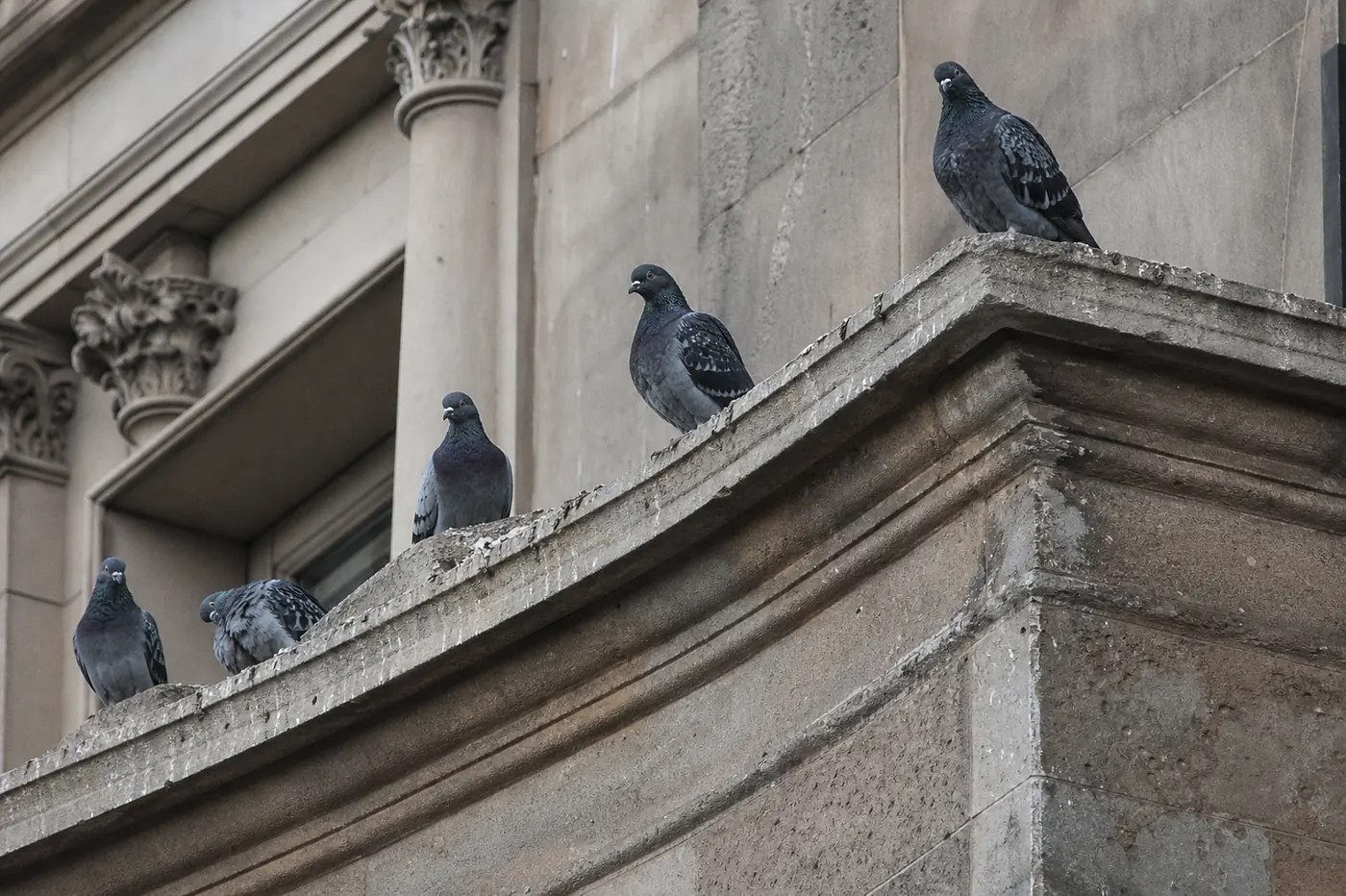 Palomas en Mataró