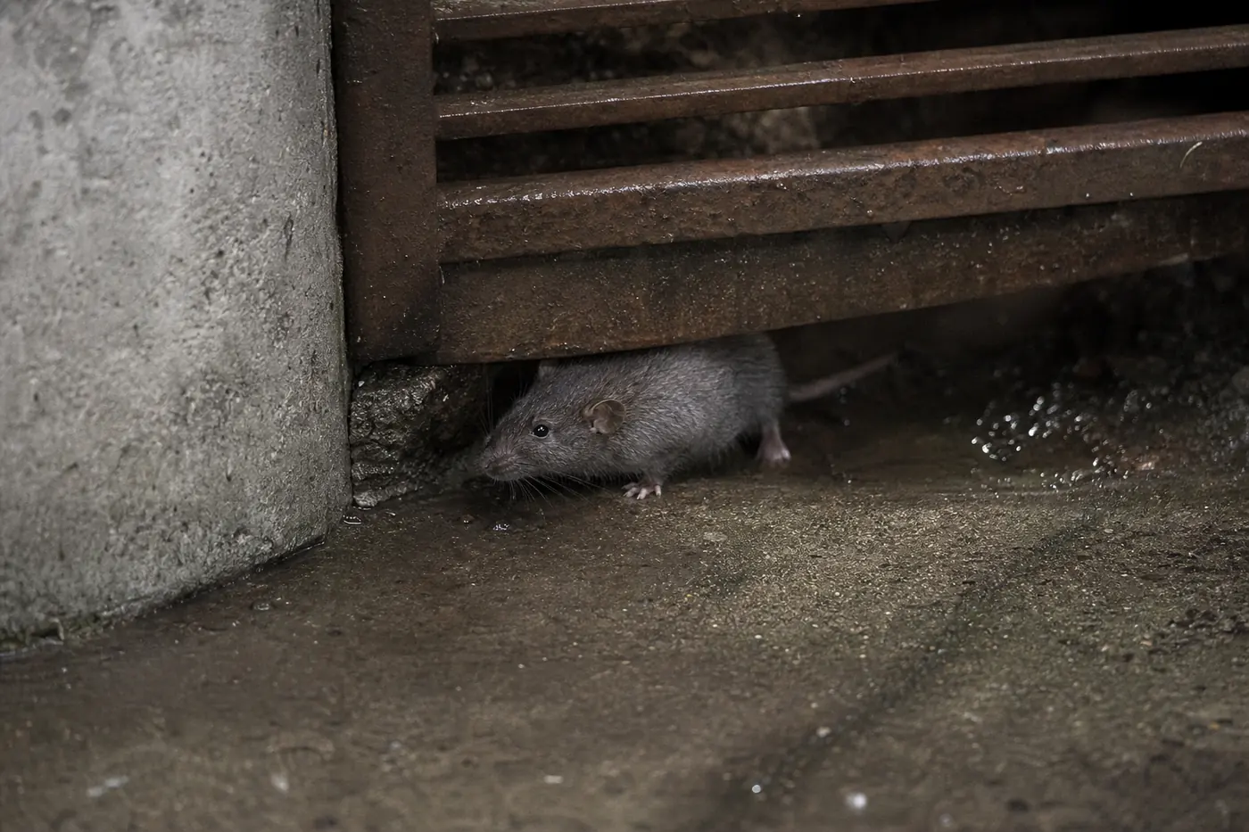 Ratas en Mataró