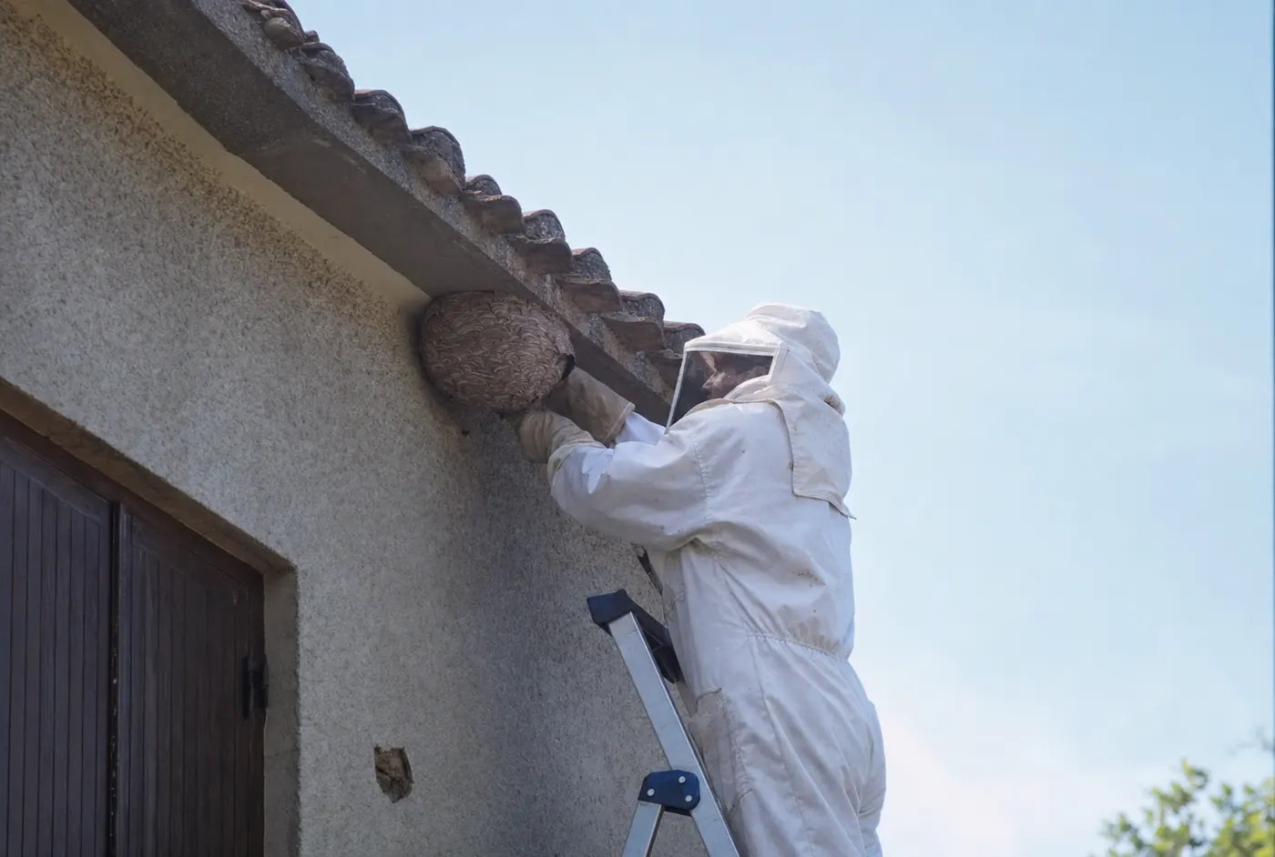 Abejas y enjambres en Mataró