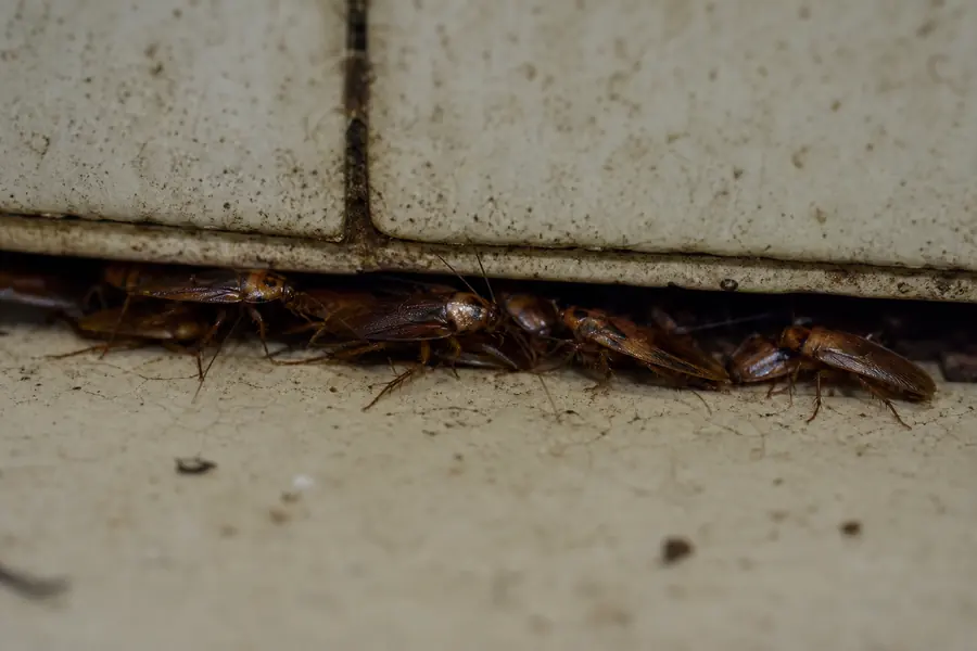 Cucarachas en el baño aunque limpio mucho: ¿por qué?