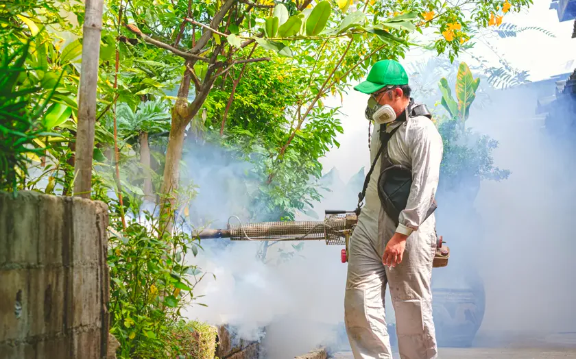 Tratamiento de mosquito tigre en Mataró — PlagaOUT